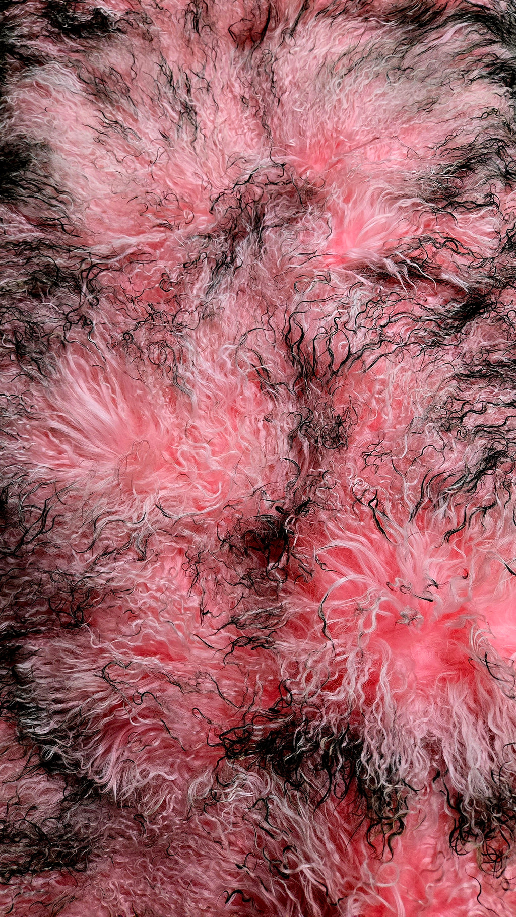 Pink and Black Tipped Mongolian / Tibetan Lamb Panels 4' x 2'