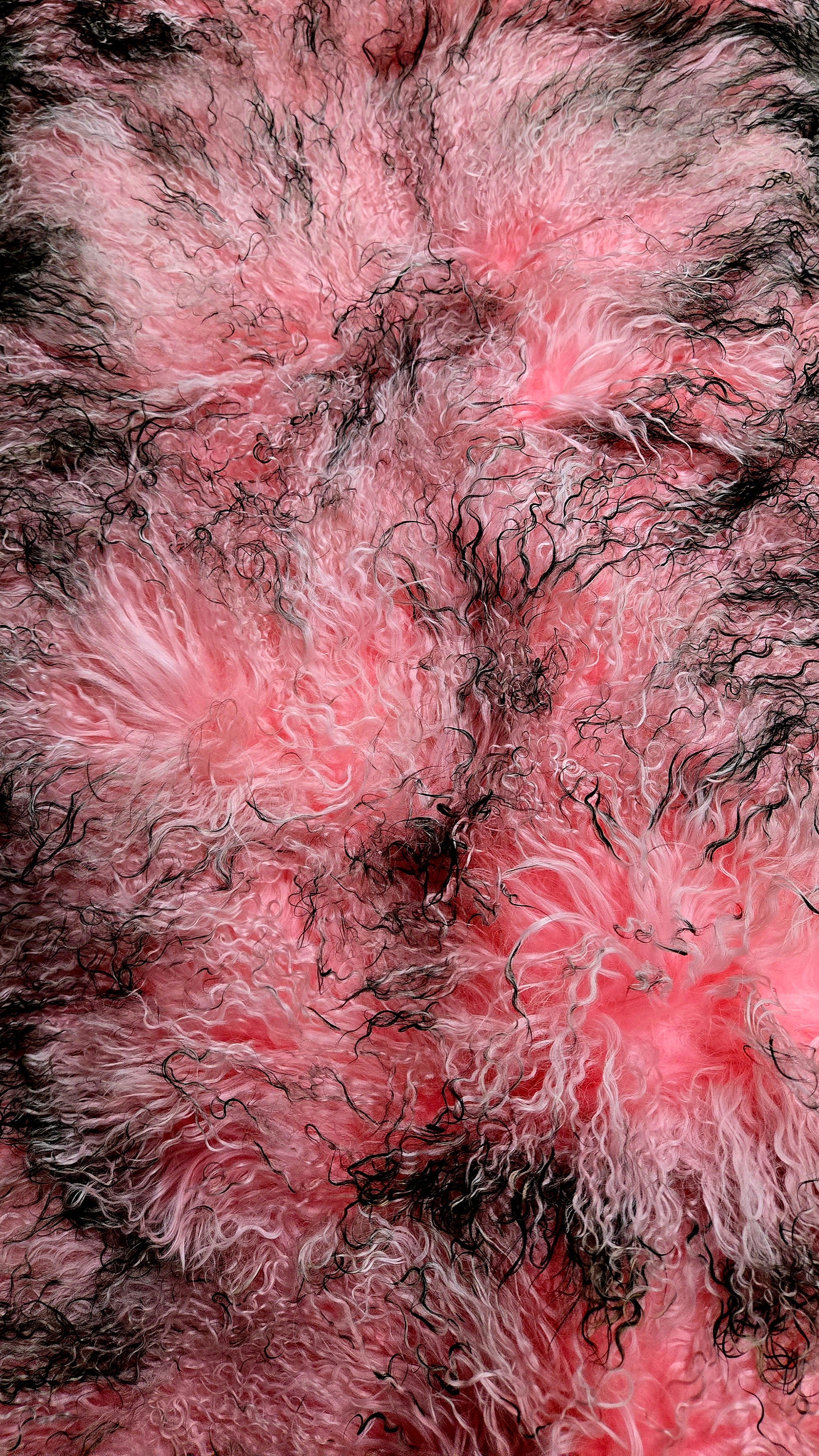 Pink and Black Tipped Mongolian / Tibetan Lamb Panels 4' x 2'