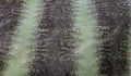 Green Iguana Embossed 3 Oz Leather Quarter Hides (7 - 8 Square Feet)